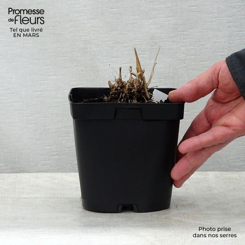 Andropogon gerardii Prairie Sommer Vaso da 2L/3L esemplare consegnato in primavera