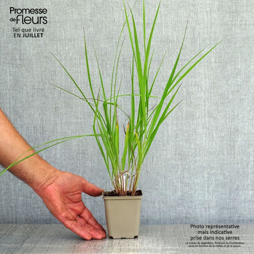 Esemplare di Andropogon hallii Purple Konza Vasetto da 8/9 cm consegnato in estate