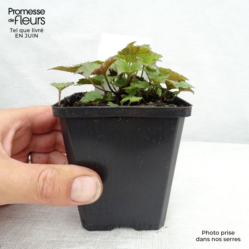 Esemplare di Anemone hupehensis Praecox - Anemone giapponese Vasetto da 8/9 cm consegnato in estate
