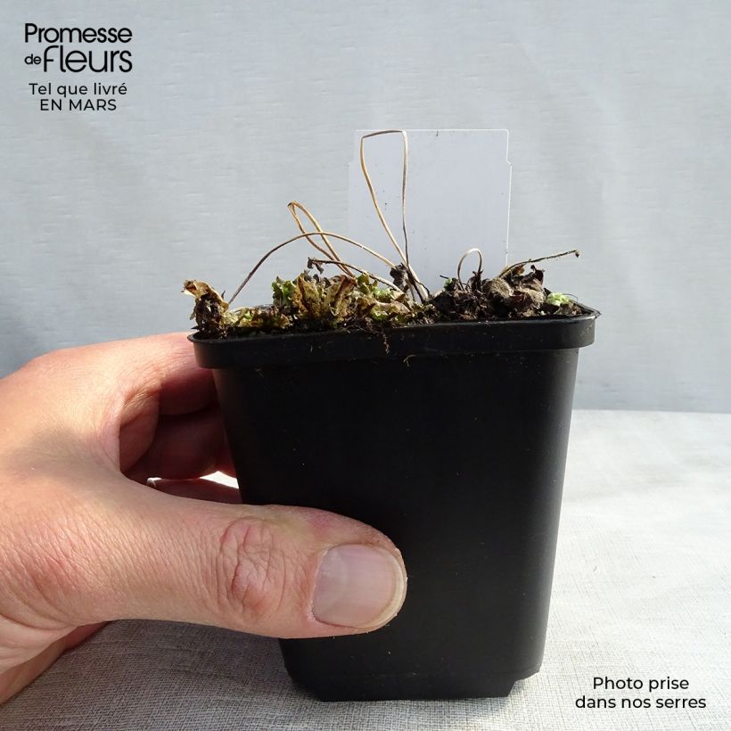 Anemone hupehensis Little Princess - Anemone giapponese Vasetto da 8/9 cm esemplare consegnato in primavera