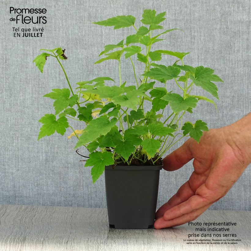 Esemplare di Anemone hupehensis Pretty Lady Maria - Anemone giapponese Vasetto da 8/9 cm consegnato in estate