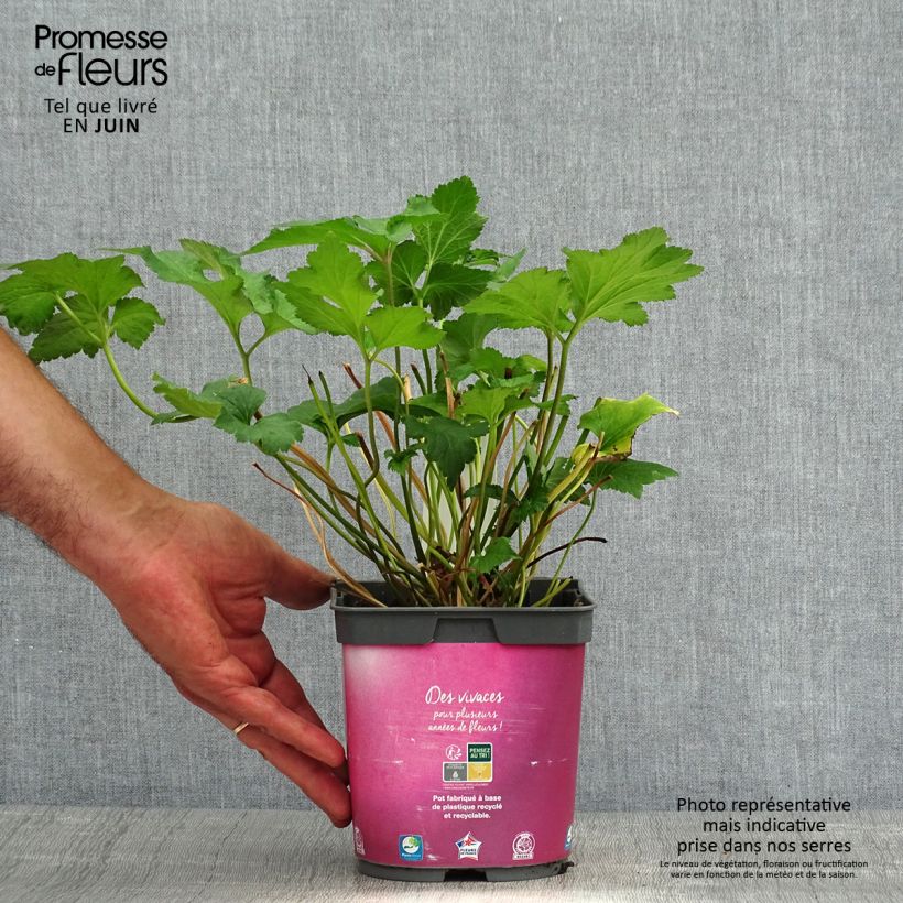 Esemplare di Anemone hupehensis September Charm - Anemone giapponese Vaso da 2L/3L consegnato in estate