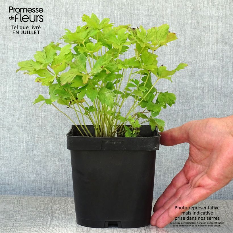 Esemplare di Anemone sylvestris - Anemone silvestre Vaso da 2L/3L consegnato in estate