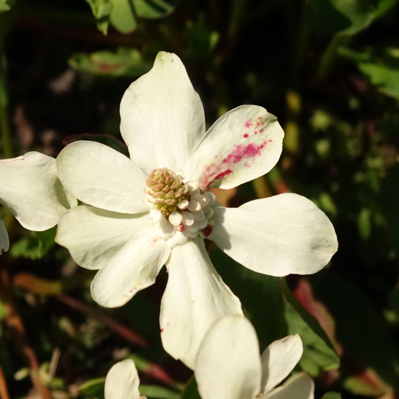 Anemopsis californica (Fioritura)