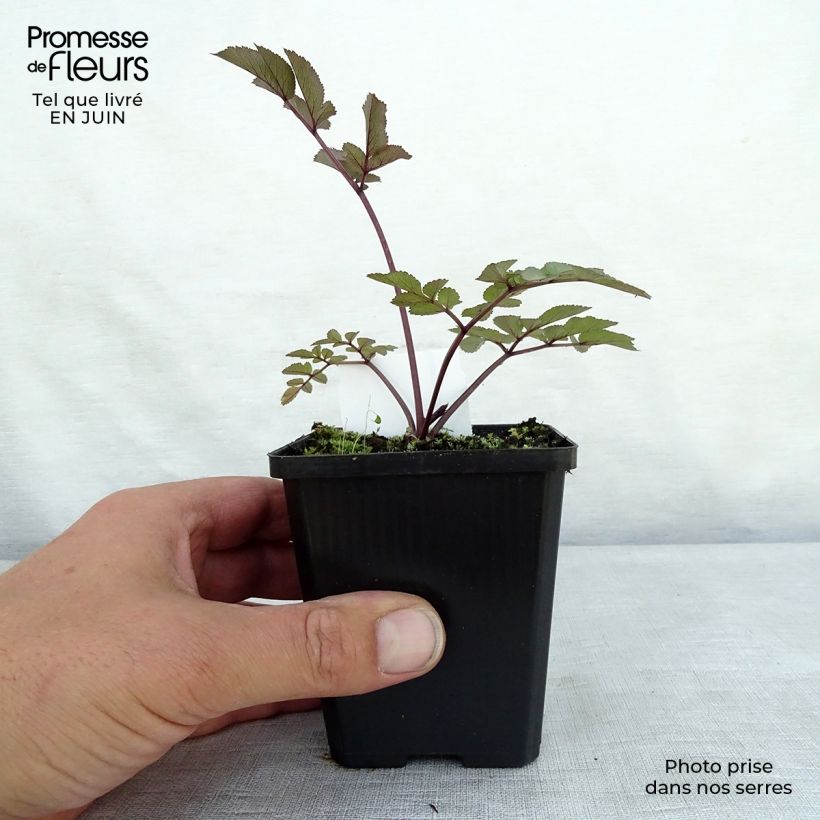 Esemplare di Angelica sylvestris Vicar's Mead - Angelica selvatica Vasetto da 8/9 cm consegnato in estate