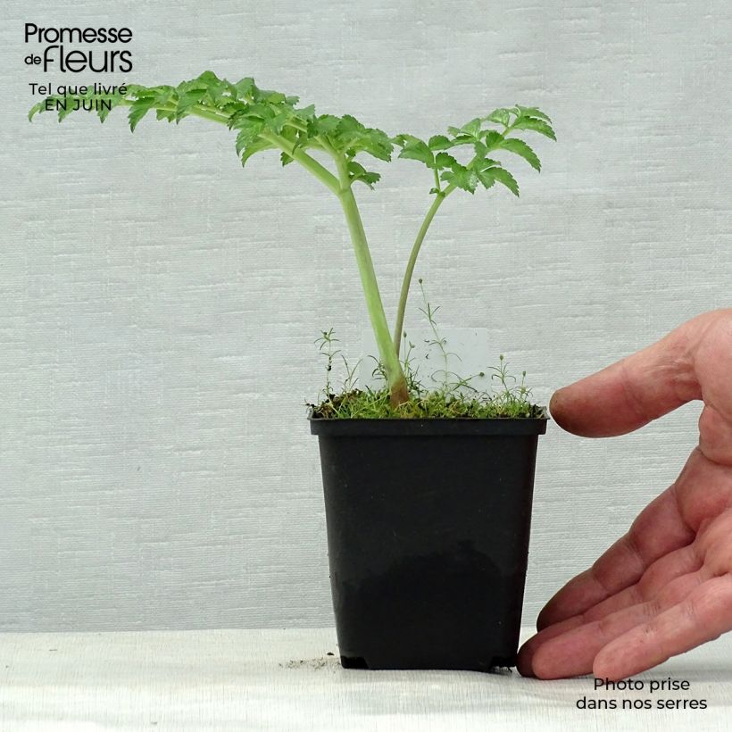 Esemplare di Angelica pachycarpa Vasetto da 8/9 cm consegnato in estate