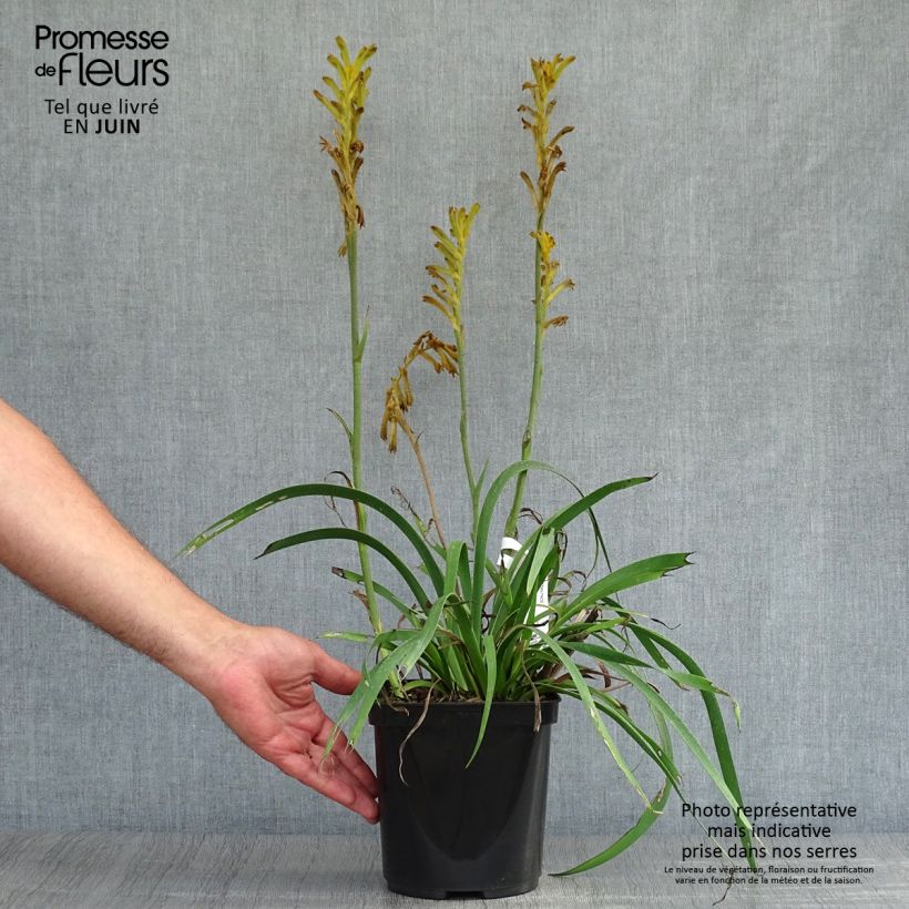Esemplare di Anigozanthos flavidus Bush Bonanza - Zampe di canguro Vaso da 2L/3L consegnato in estate