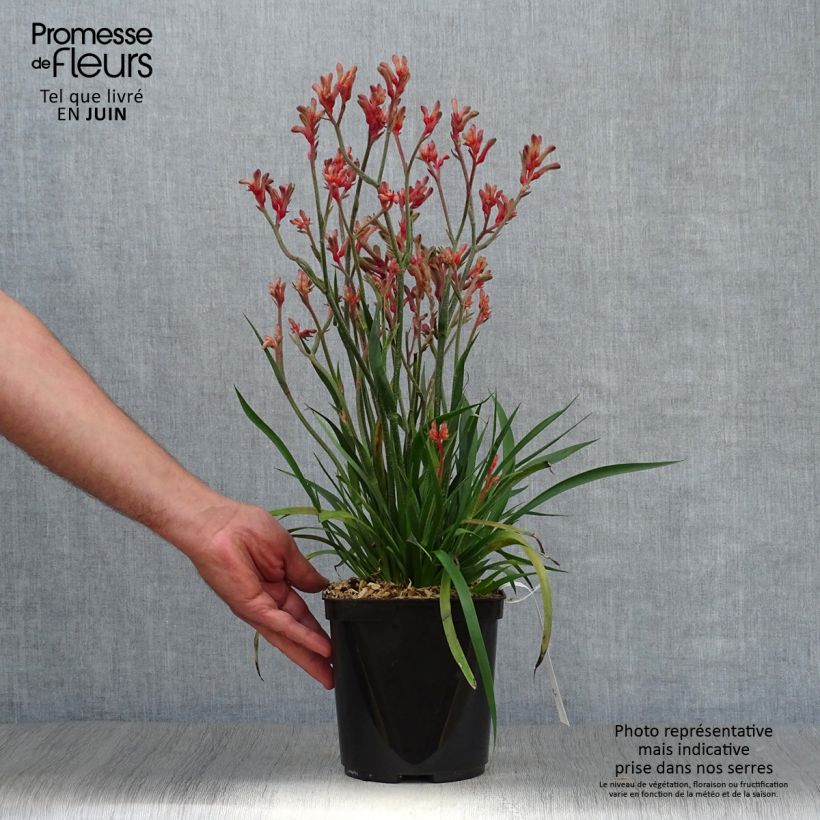 Esemplare di Anigozanthos flavidus Bush Inferno - Zampe di canguro Vaso da 3L/4L consegnato in estate