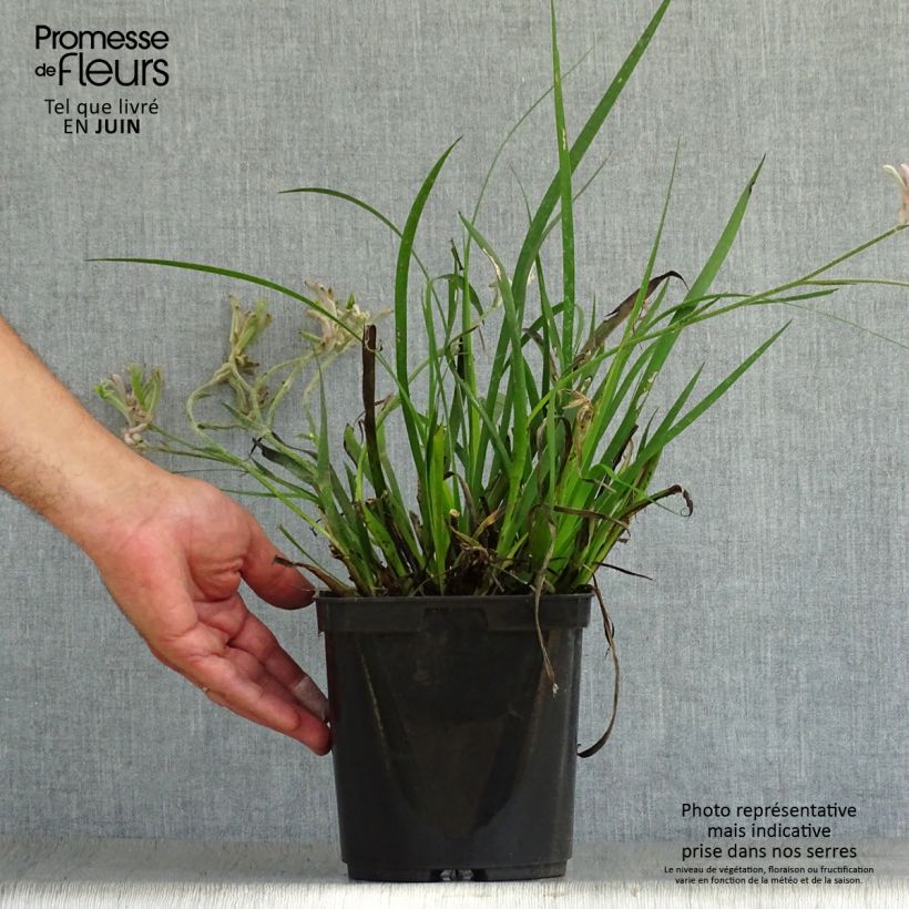 Esemplare di Anigozanthos flavidus Bush Pearl - Zampe di canguro Vaso da 2L/3L consegnato in estate