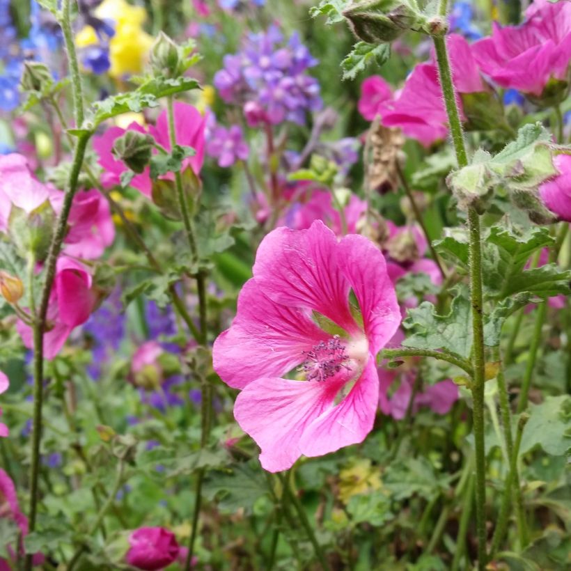 Anisodontea capensis El Rayo - Malva del Capo (Fioritura)