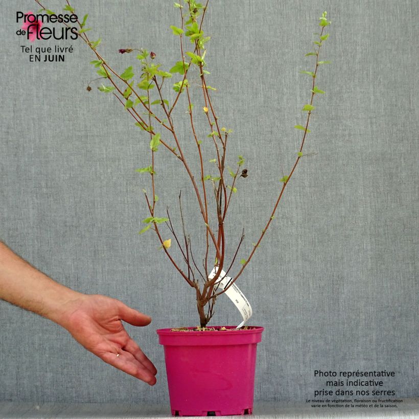 Esemplare di Anisodontea capensis El Rayo - Malva del Capo Vaso da 4L/5L consegnato in estate