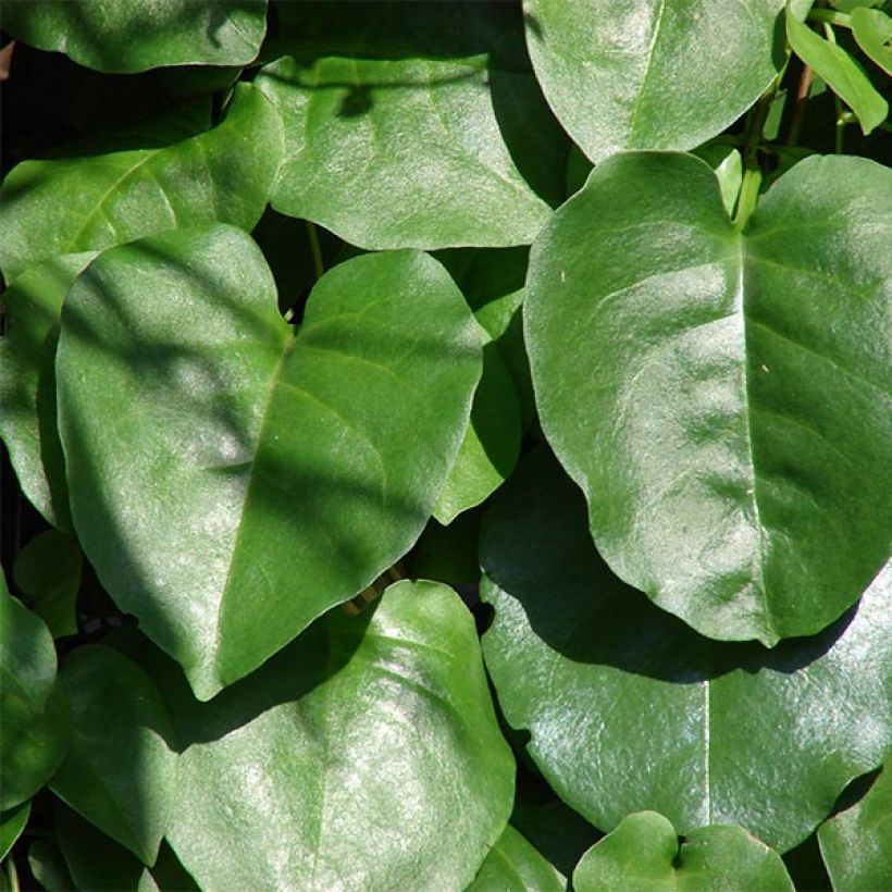 Anredera cordifolia - Vite di Madeira (Fogliame)