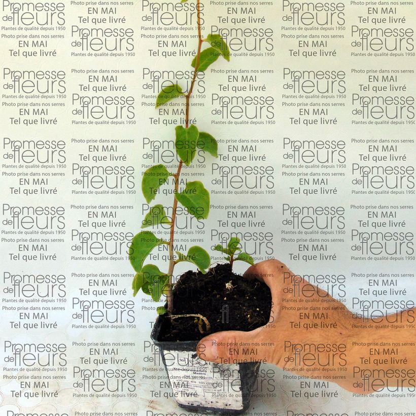 Esempio di esemplare Anredera cordifolia - Vite di Madeira Bulbo come consegnato