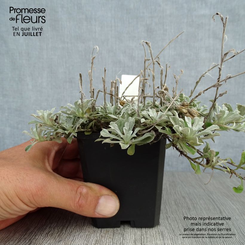 Esemplare di Antennaria dioica var. borealis - Sempiterni di montagna Vasetto da 8/9 cm consegnato in estate