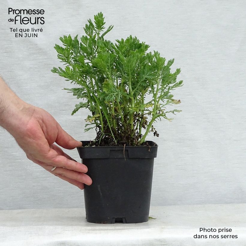 Esemplare di Anthemis tinctoria E.C. Buxton - Camomilla dei tintori Vaso da 2L/3L consegnato in estate