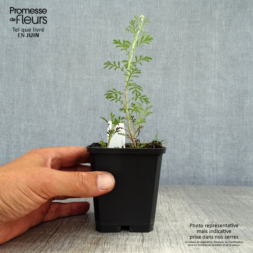 Esemplare di Anthemis tinctoria Kelwayi - Camomilla dei tintori Vasetto da 8/9 cm consegnato in estate