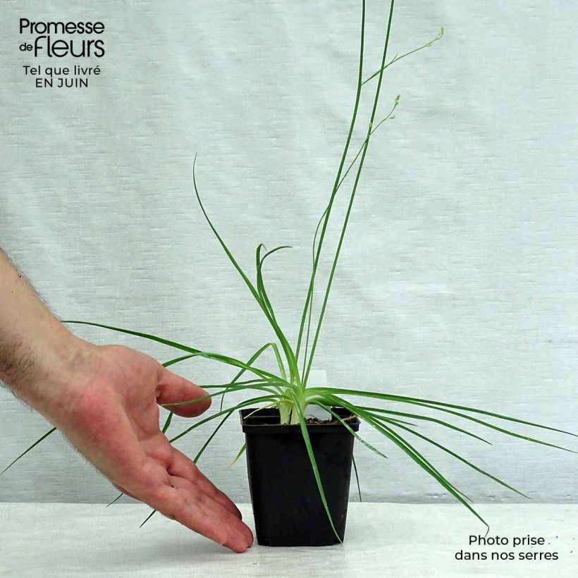 Esemplare di Anthericum ramosum - Lilioasfodelo minore Vasetto da 8/9 cm consegnato in estate