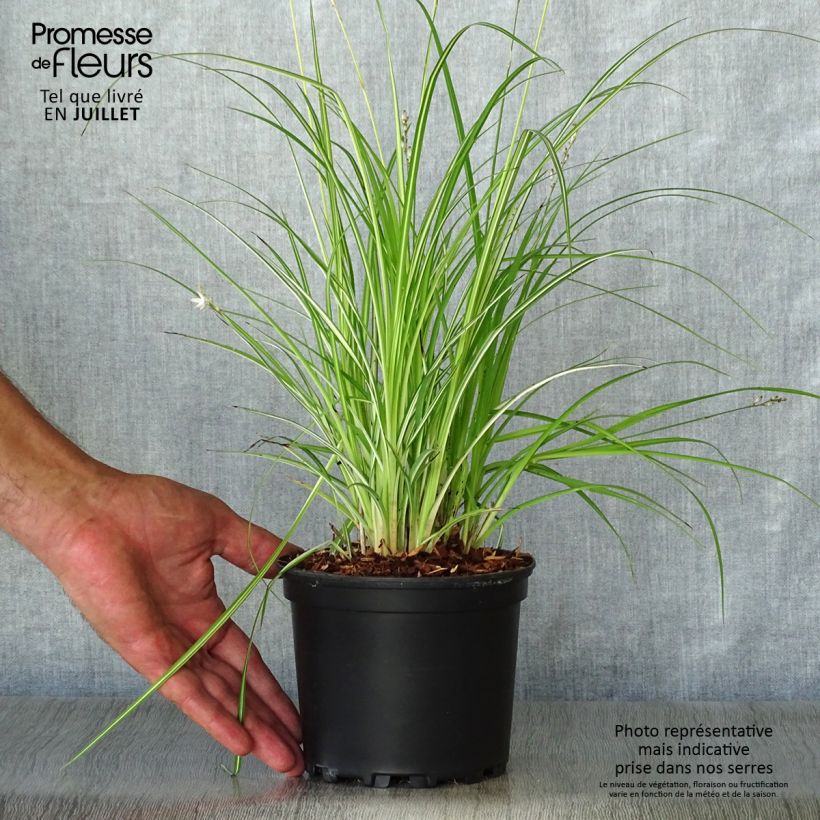 Esemplare di Anthericum saundersiae Starlight - Chlorophytum panaché Pot de 1.5L/2L consegnato in estate