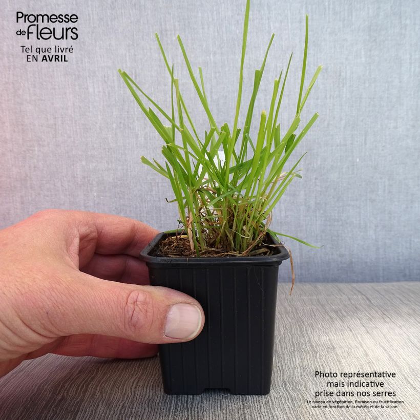 Anthoxanthum odoratum - Paleo odoroso Vasetto da 8/9 cm esemplare consegnato in primavera