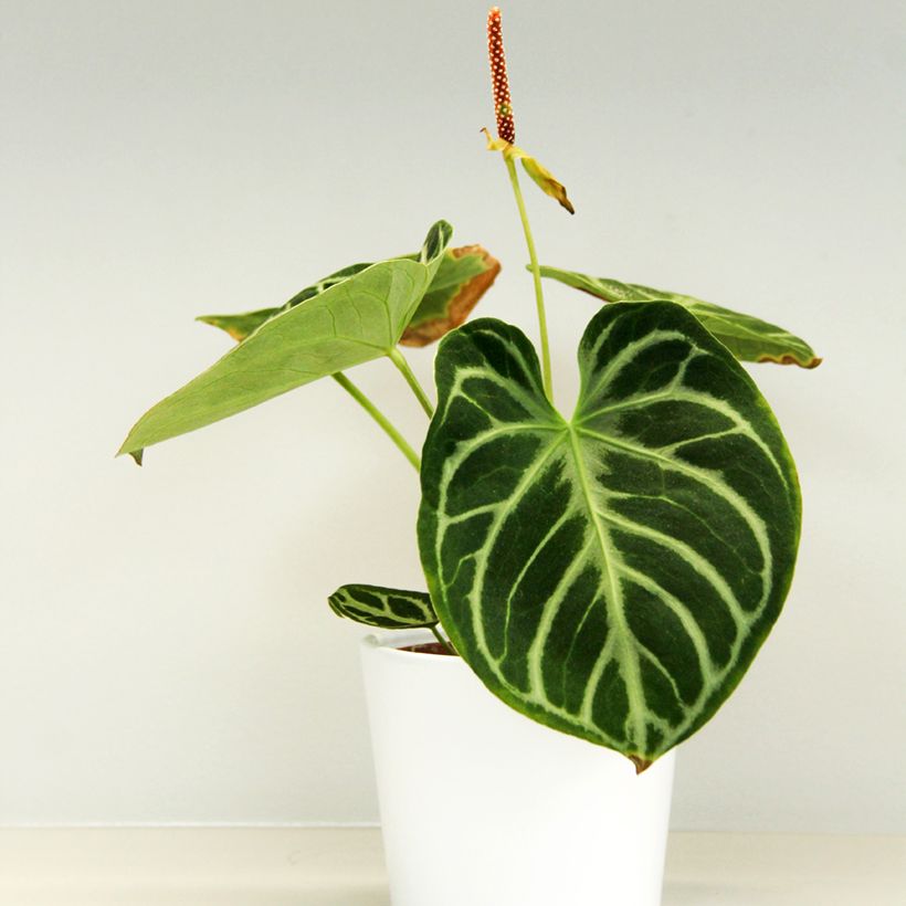 Anthurium Dorayaki (Porto)