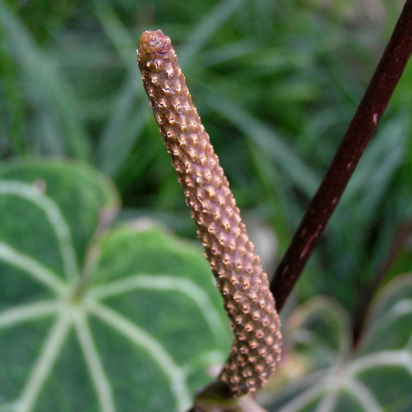 Anthurium magnificum (Fioritura)