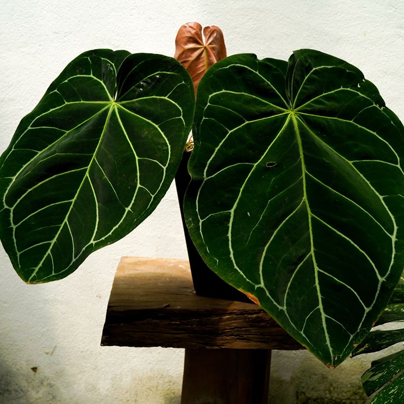 Anthurium magnificum (Fogliame)