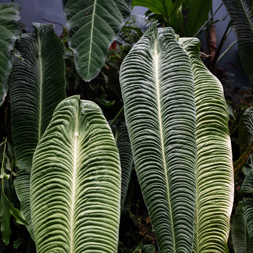 Anthurium veitchii Narrow (Fogliame)