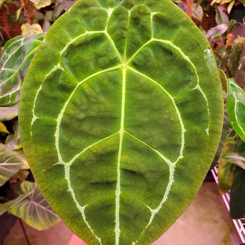 Anthurium forgetii (Fogliame)