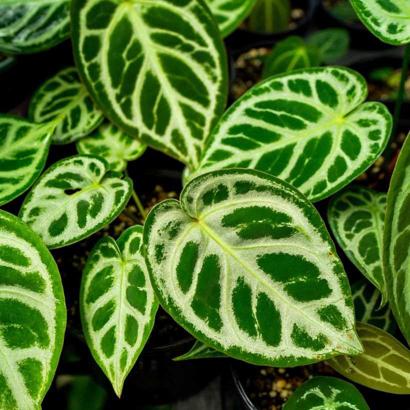 Anthurium Crystal Hope (Fogliame)