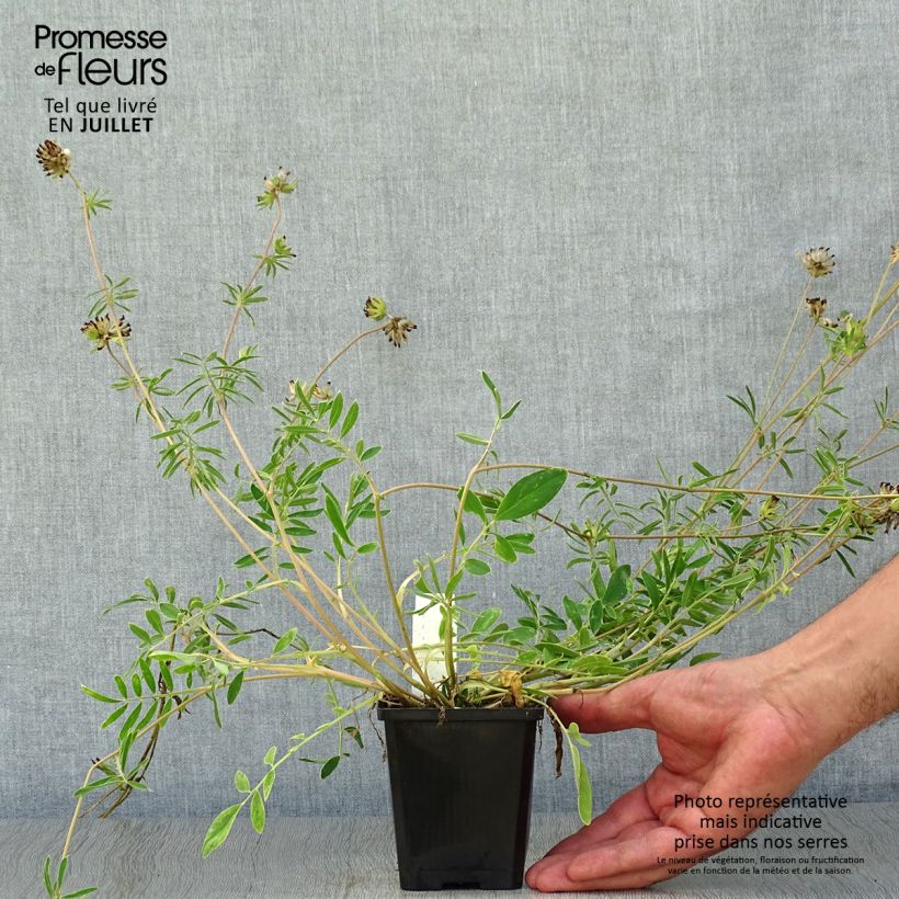 Esemplare di Anthyllis vulneraria - Vulneraria comune Vasetto da 8/9 cm consegnato in estate