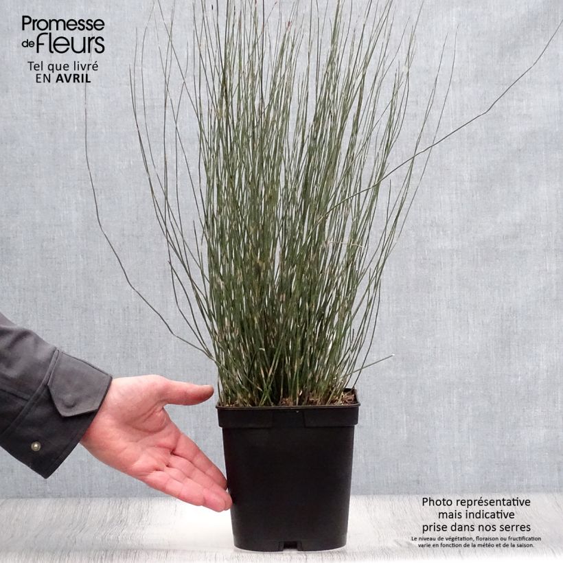 Apodasmia similis Vaso da 2L/3L esemplare consegnato in primavera