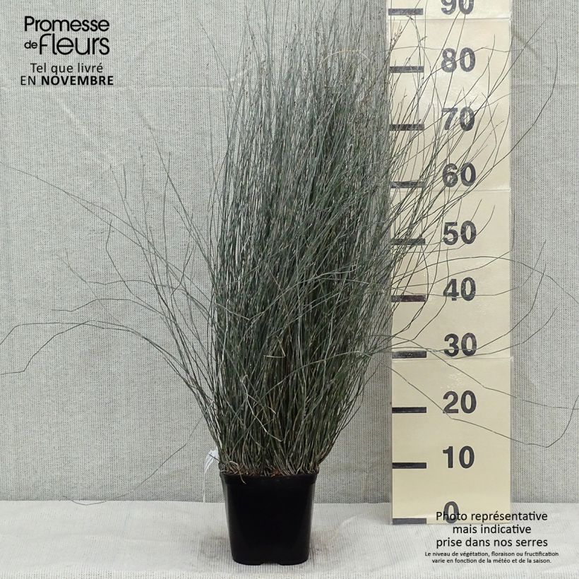 Esemplare di Apodasmia similis Vaso da 2L/3L come consegnato in autunno