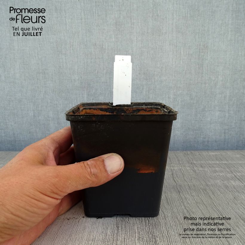 Esemplare di Aponogeton distachyos - Biancospino d'acqua Vasetto da 8/9 cm consegnato in estate