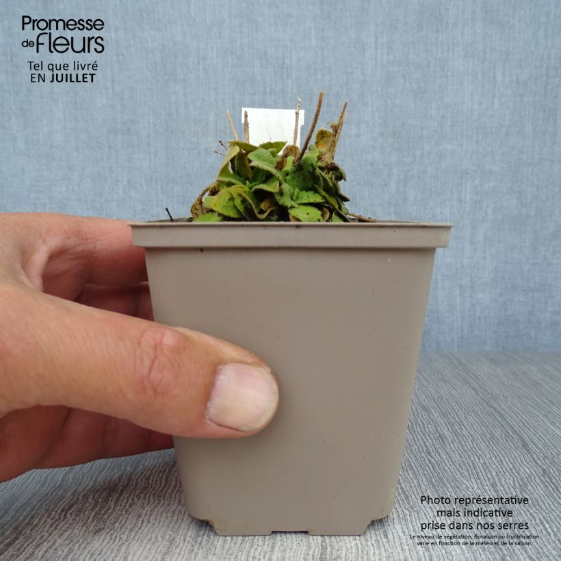 Esemplare di Arabis blepharophylla Frühlingzauber Vasetto da 8/9 cm consegnato in estate