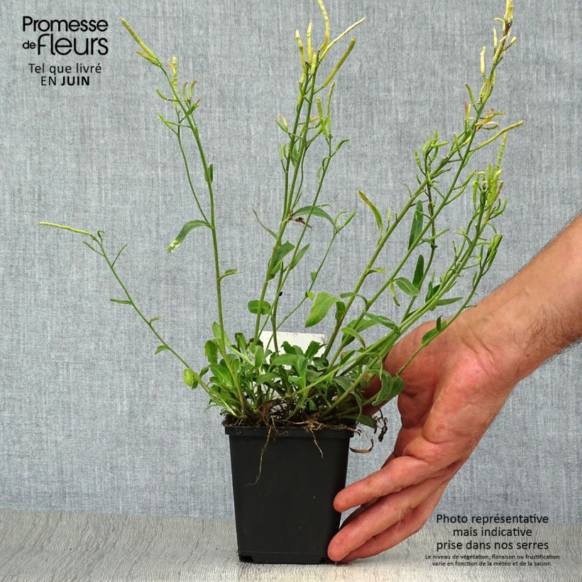 Esemplare di Arabis blepharophylla Vasetto da 8/9 cm consegnato in estate