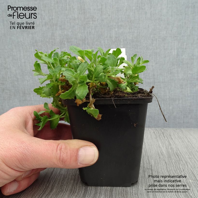 Arabis caucasica Hedi Vasetto da 8/9 cm esemplare consegnato in inverno