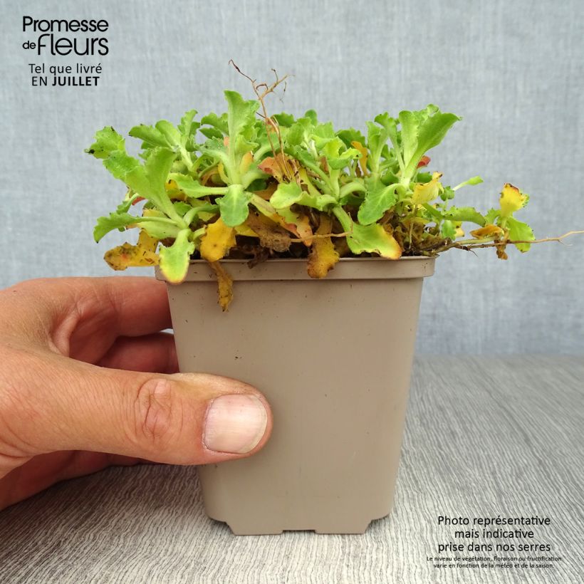 Esemplare di Arabis caucasica Pinkie Vasetto da 8/9 cm consegnato in estate