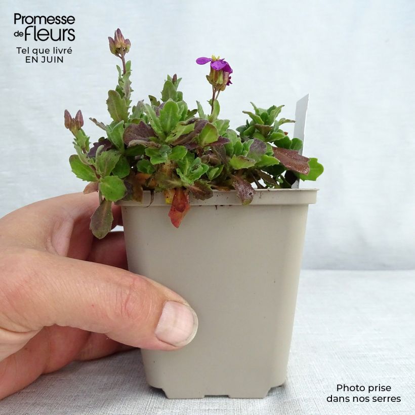 Esemplare di Arabis caucasica Rosea Vasetto da 8/9 cm consegnato in estate
