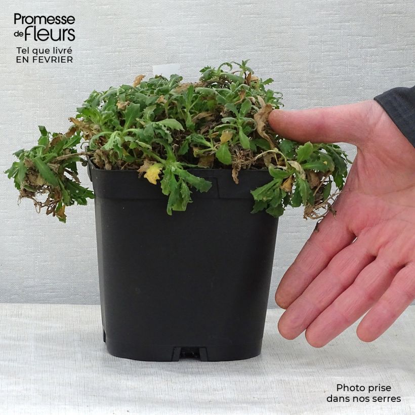 Arabis caucasica Plena Vaso da 2L/3L esemplare consegnato in inverno