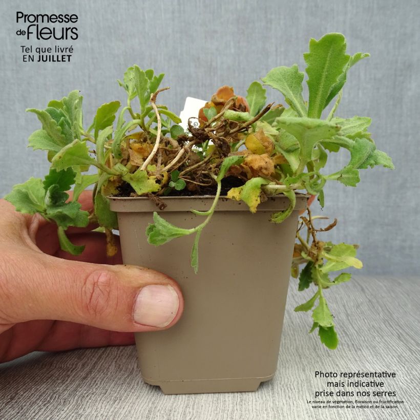 Esemplare di Arabis caucasica Plena Vasetto da 7/8 cm consegnato in estate