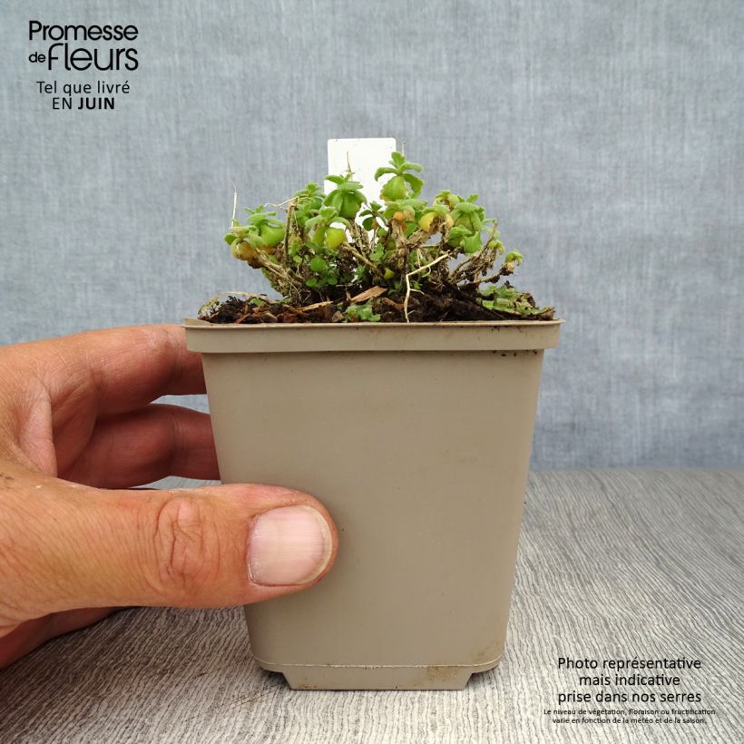 Esemplare di Arabis caucasica Snowcap Vasetto da 8/9 cm consegnato in estate