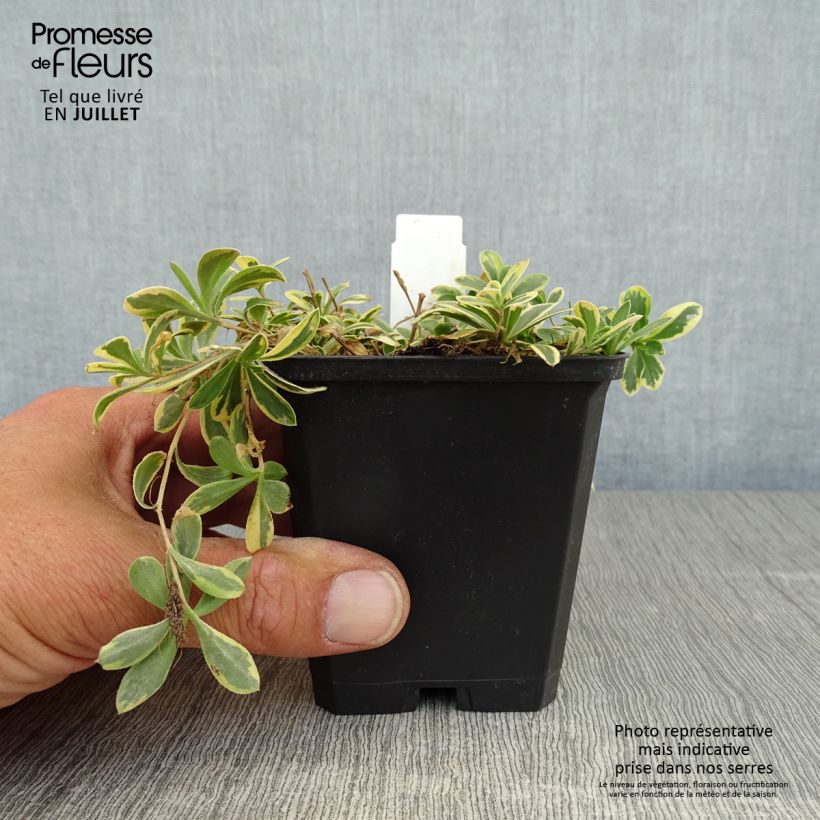Esemplare di Arabis ferdinandi-coburgii Variegata Vasetto da 8/9 cm consegnato in estate