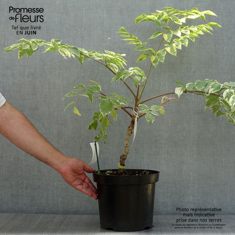 Esemplare di Aralia elata Golden Umbrella - Angelica del Giappone Vaso da 7,5L/10L consegnato in estate
