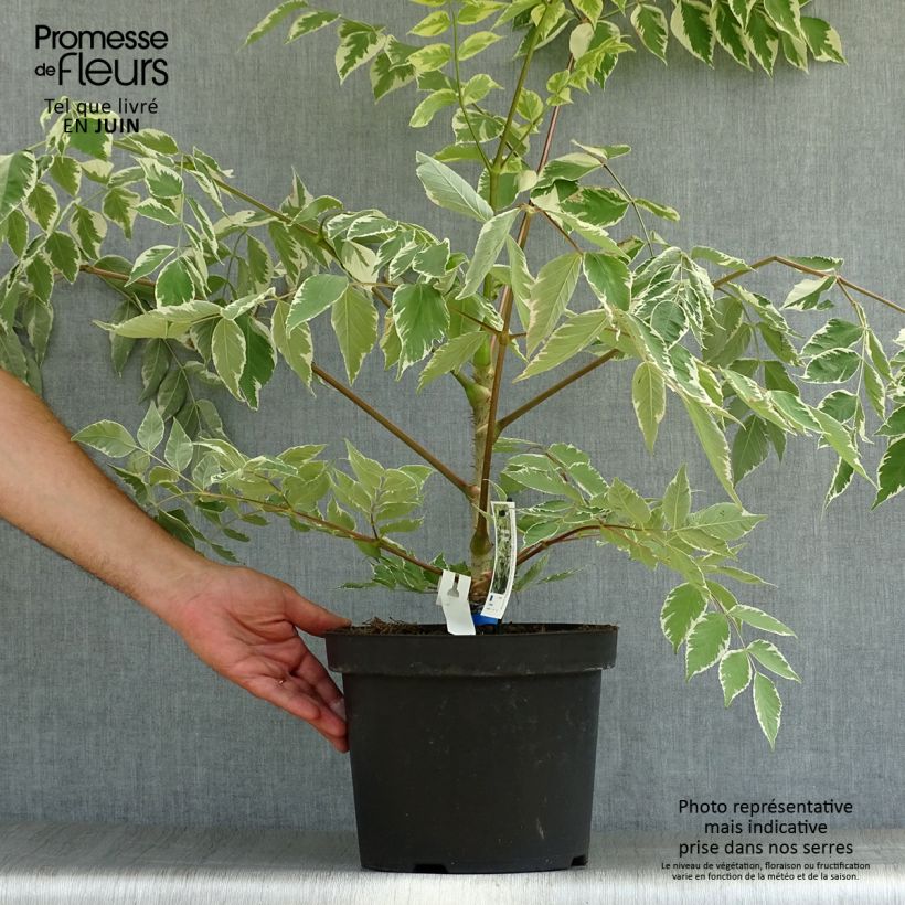 Esemplare di Aralia elata Silver Umbrella - Angelica del Giappone Vaso da 7,5L/10L consegnato in estate