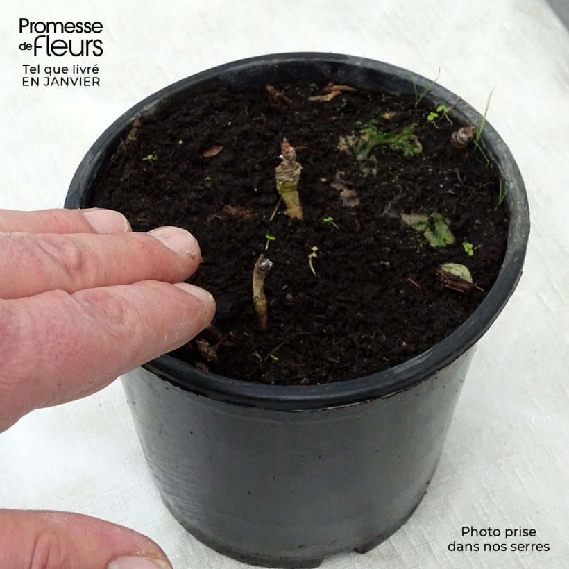 Aralia nudicaulis Vaso da 2L/3L esemplare consegnato in inverno