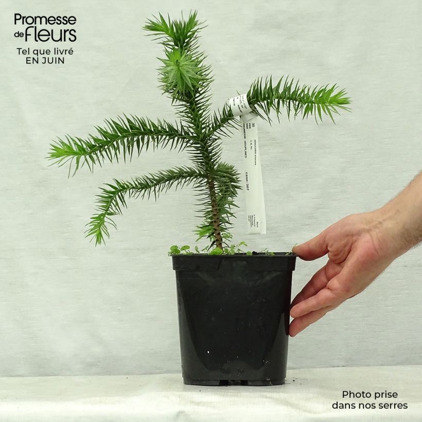 Esemplare di Araucaria araucana - Albero della scimmia Vaso da 3L/4L consegnato in estate