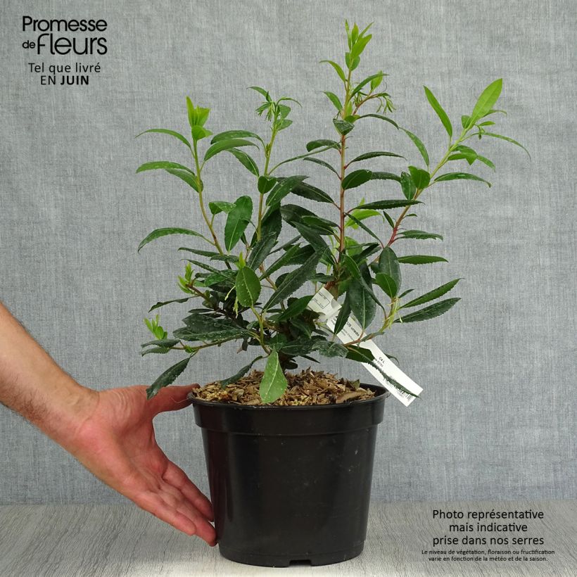 Esemplare di Arbutus unedo Atlantic - Corbezzolo Vaso da 4L/5L, A cespuglio consegnato in estate