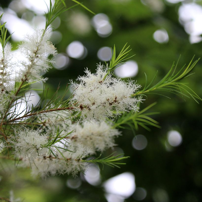 Melaleuca alternifolia - Albero del tè (Fioritura)