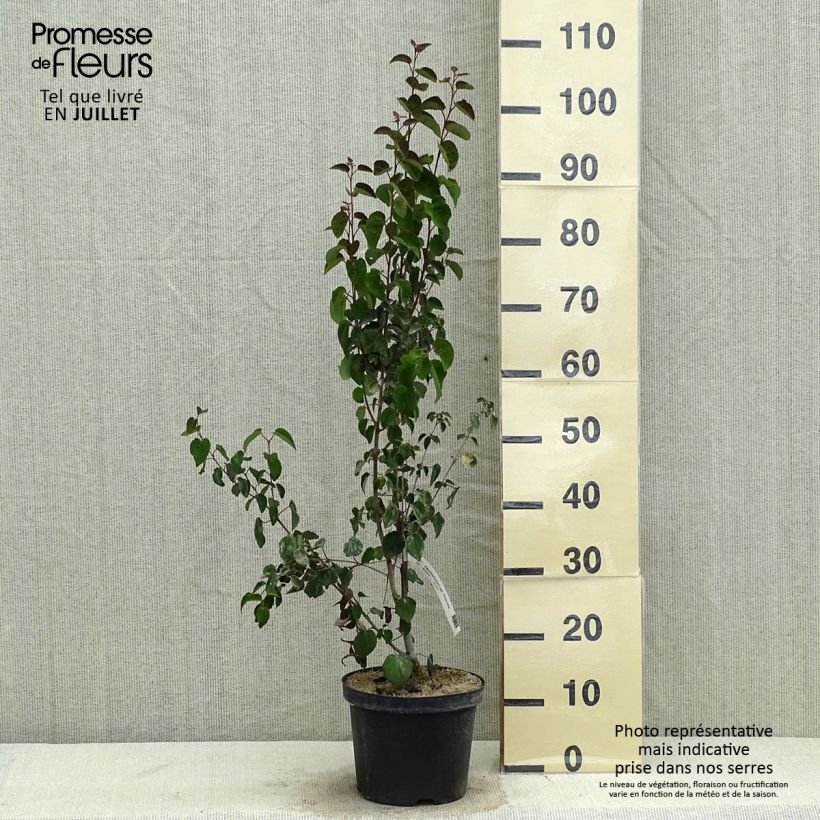 Esemplare di Cercidiphyllum japonicum Rotfuchs - Albero del caramello Vaso da 4L/5L consegnato in estate