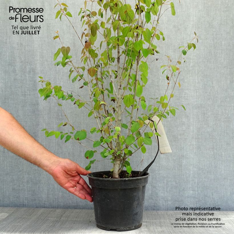 Esemplare di Cercidiphyllum japonicum - Albero del caramello Vaso da 3L/4L consegnato in estate